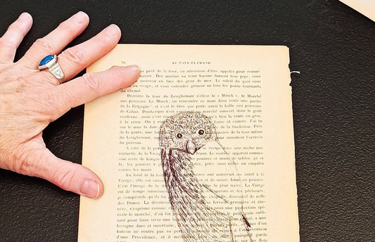 Atelier d&rsquo;initation au dessin d&rsquo;oiseaux avec &Eacute;lodie Tribut