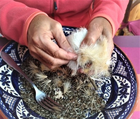 Semences d'artichaut